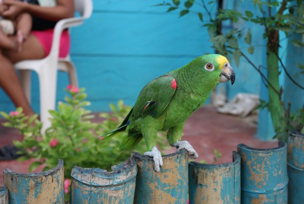 Tout savoir sur votre chien chihuahua