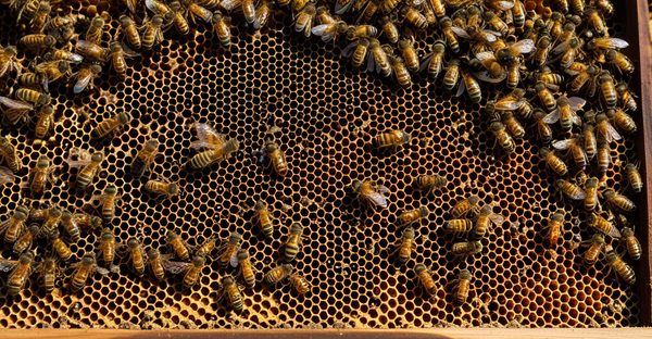 Ruche dadant 10 cadres : un indispensable pour apiculteurs