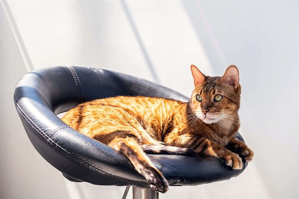 Quelles sont les règles d'hygiène et de sécurité mises en place dans les bars à chats ?