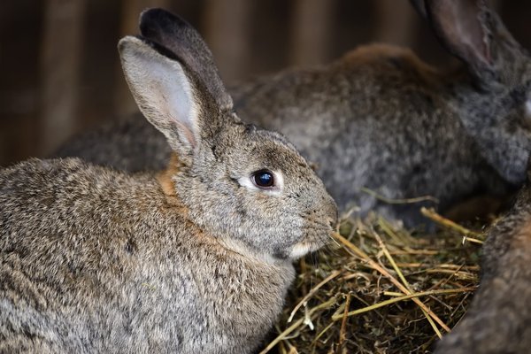Comment choisir un foin de qualité pour votre lapin ?