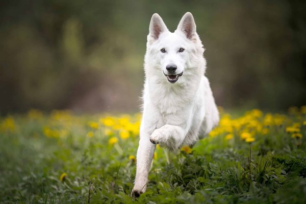 Le Berger Blanc Suisse : Un Trésor Caché Parmi les Chiens de Berger