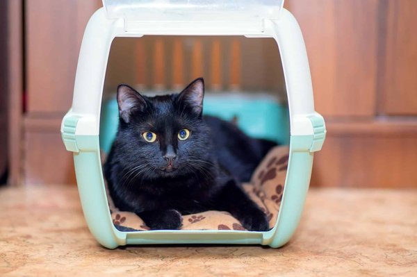 Sac de transport pour chat : conseils pour faire le bon choix