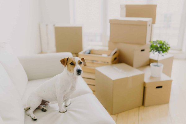 Comment améliorer la qualité de vie d'un chat de race Chartreux souffrant d'arthrose?