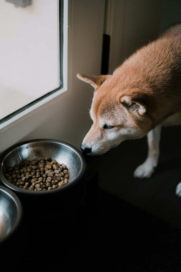 Choisir les meilleures croquettes pour un beau pelage de votre chien