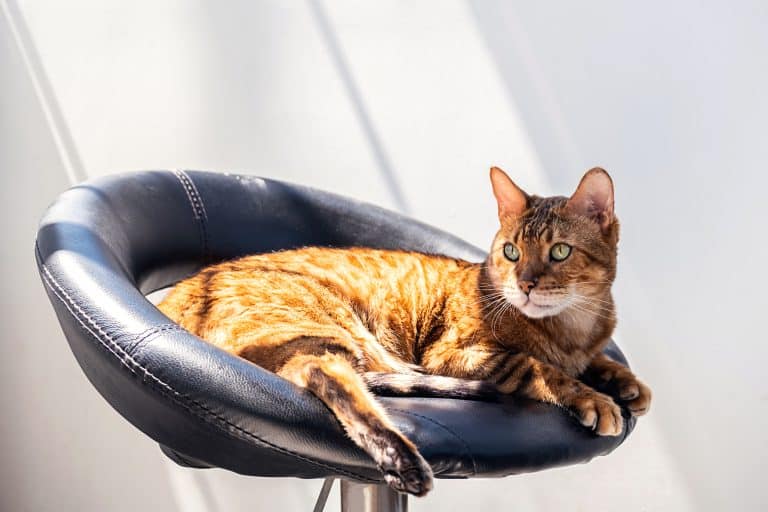 Quelles sont les règles d’hygiène et de sécurité mises en place dans les bars à chats ?