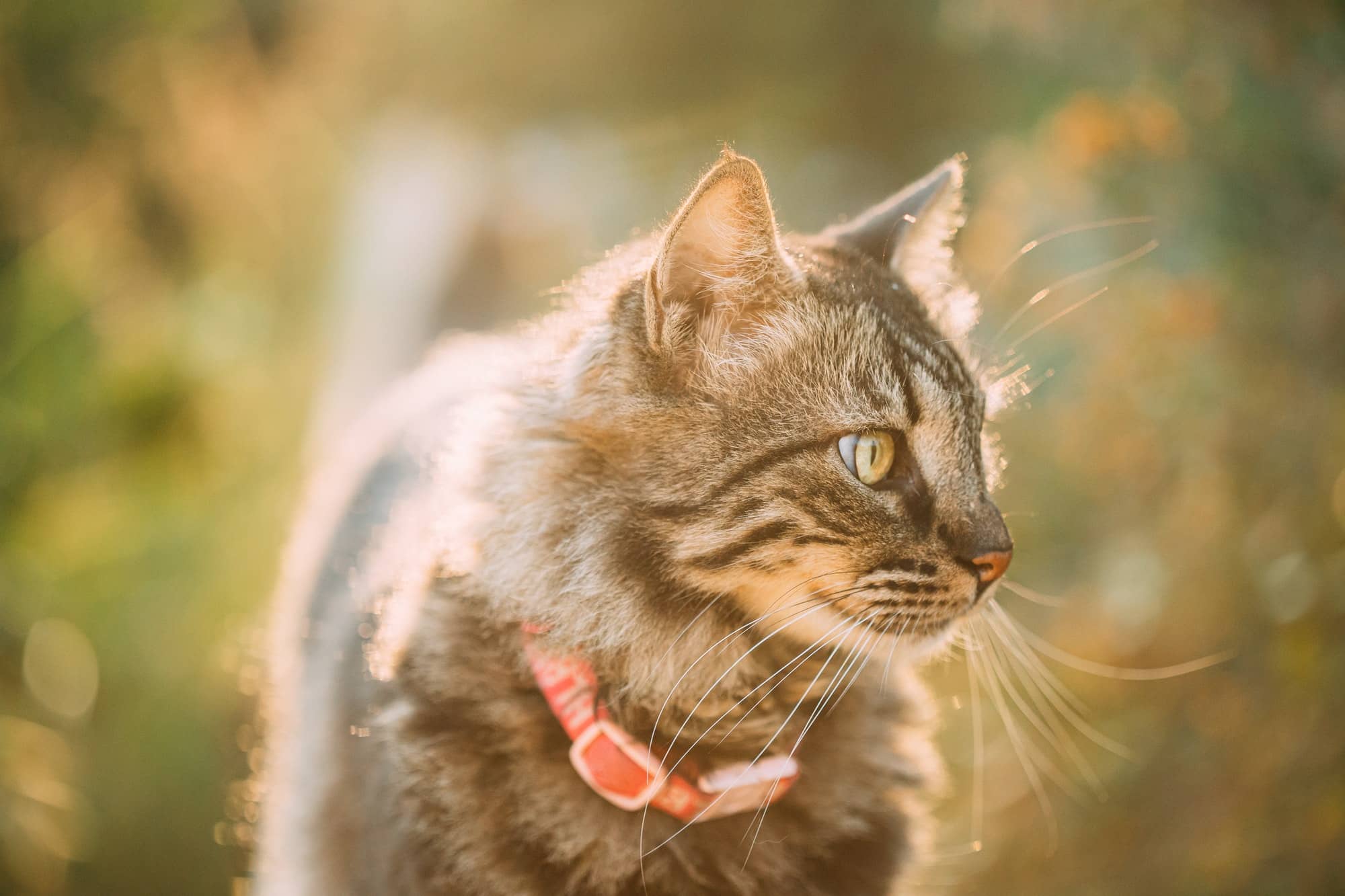 Pet Tech : La révolution des meilleurs colliers GPS chat sans abonnement